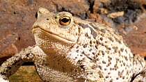 Common european toad (Bufo bufo) on a paving slab, June. Captive.