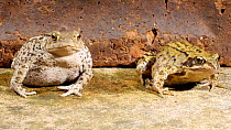 Common european toad (Bufo bufo) with a European common frog (Rana temporaria), June. Captive.