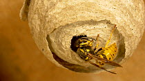 Queen Common wasp (Vespula vulgaris) building a nest, Bedfordshire, England, UK, June.
