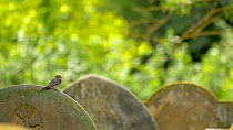 Spotted flycatcher (Muscicapa striata) preening on a grave stone, Bedfordshire, England, UK, June.