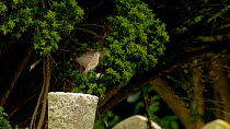 Spotted flycatcher (Muscicapa striata) juvenile perched a grave stone, catching insects, Bedfordshire, England, UK, June.