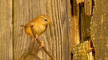 Wren (Troglodytes troglodytes) feeding young in nest in an outbuilding, Bedforshire, England, UK, June