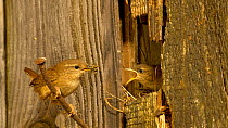 Wren (Troglodytes troglodytes) feeding young in nest in an outbuilding, Bedforshire, England, UK, June