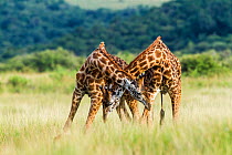 RF- Masai giraffe (Giraffa camelopardalis tippelskirchi) males fighting. Masai-Mara Game Reserve, Kenya. (This image may be licensed either as rights managed or royalty free.)