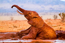 RF- Elephant (Loxodonta africana) in mud bath, Tsavo East National Park, Kenya. (This image may be licensed either as rights managed or royalty free.)