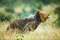 RF- Lion (Panthera leo) male in rain, shaking head. Masai-Mara Game Reserve, Kenya. (This image may be licensed either as rights managed or royalty free.)
