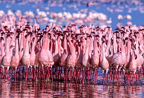 RF- Lesser flamingo (Phoeniconaias minor), males displaying. Lake Nakuru, Kenya. (This image may be licensed either as rights managed or royalty free.)