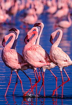 RF- Lesser flamingo (Phoeniconaias minor) males displaying. Lake Nakuru, Kenya. (This image may be licensed either as rights managed or royalty free.)