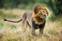 RF- Lion (Panthera leo) male in rain, shaking head. Masai-Mara Game Reserve, Kenya. (This image may be licensed either as rights managed or royalty free.)