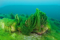 Thallus of filamentous algae (Spirogyra and Ulothrix) , Lake Baikal, Siberia, Russia.