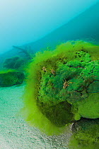 Freshwater amphipod (Acanthogammarus lappaceus) on Sponge (Baikalospongia) and filamentous algae , Lake Baikal, Siberia, Russia.