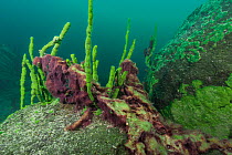 Old fishing nets and Cyanobacteria smothering sponge (Libomirskia baicalensis) Lake Baikal, Siberia, Russia. July 2015.