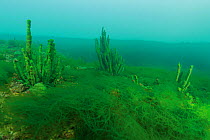 Sponge (Libomirskia baicalensis) and thallus of algae (Draparnaldioides baicalensis) Lake Baikal, Siberia, Russia.