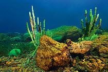 Sick sponge, stricken by a Cyanobacteria, Lake Baikal, Siberia, Russia. December.