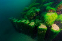 Algae (Spirogyra) on the remains of the dock, Lake Baikal, Siberia, Russia.