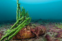 Sick freshwater sponge, stricken by a Cyanobacteria , Lake Baikal, Siberia, Russia. July 2015.