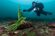 Diver exploring sick sponge, stricken by a Cyanobacteria , Lake Baikal, Siberia, Russia. July 2015. Model released.