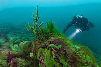 Diver exploring sick sponge, stricken by a Cyanobacteria and filamentous algae, Lake Baikal, Siberia, Russia. July 2015.