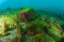 Carpet of dying filamentous algae and cyanobacteria , Lake Baikal, Siberia, Russia. July 2015.