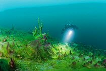 Diver exploring carpet of dying filamentous algae and cyanobacteria , Lake Baikal, Siberia, Russia. July 2015.