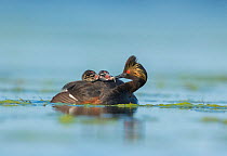 Eared grebes (Podiceps nigricollis), adult feeds a damselfly nymph to one of two chicks riding on its back, Bowdoin National Wildlife Refuge, Montana, USA