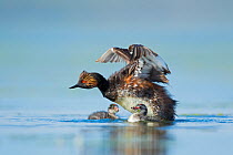Eared grebe (Podiceps nigricollis) adult flapping its wings, two chicks in the water,  Bowdoin National Wildlife Refuge, Montana, USA