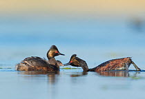 Eared grebes (Podiceps nigricollis), pair, one adult feeding chick riding on the other adult's back, Bowdoin National Wildlife Refuge, Montana, USA
