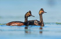 Eared grebes (Podiceps nigricollis), pair, one adult with food (damselfly) for chick riding on the other adult's back, Bowdoin National Wildlife Refuge, Montana, USA