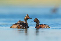 Eared grebes (Podiceps nigricollis), pair, one adult carrying food (damselfly) for two chicks riding on the other adult's back, Bowdoin National Wildlife Refuge, Montana, USA