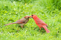Northern cardinal (Cardinalis cardinalis) male (right) feeding his mate in spring as part of courtship/pair formation, termed "allofeeding", New York, USA,  May.