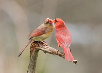 Northern cardinal (Cardinalis cardinalis) male (right) feeding his mate in spring as part of courtship/pair formation, termed "allofeeding", New York, USA,  May.