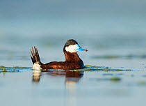 Ruddy Duck (Oxyura jamaicensis) male with tail raised during courtship display (bubble display), Bowdoin National Wildlife Refuge, Montana, USA, June.