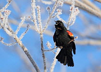 Red-winged Blackbird (Agelaius phoeniceus) male singing from ice-covered branch in early spring, Ithaca, New York, USA.