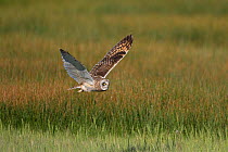 Short-eared Owl (Asio flammeus) male in flight over wet meadow, northern Utah, USA, May.