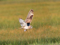 Short-eared Owl (Asio flammeus) adult male in flight carrying prey (rodent) in its talons, northern Utah, USA, May.