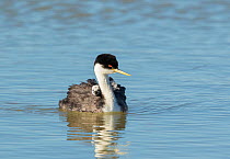 Western grebe (Aechmophorus occidentalis) adult with 2 chicks riding on its back, peeking out from either side of adult's neck, Bear River Migratory Bird Refuge, Utah, USA, May.