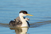 Western grebe (Aechmophorus occidentalis) adult with begging chick riding on its back, peeking out from behind adult's neck, Bear River Migratory Bird Refuge, Utah, USA, May.