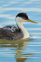 Western grebe (Aechmophorus occidentalis), closeup of adult swimming with chicks riding on its back, Bear River Migratory Bird Refuge, Tuah, USA, May.