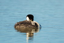 Western grebe (Aechmophorus occidentalis) adult with chick riding on its back, both napping, Bear River Migratory Bird Refuge, Utah, USA, May.