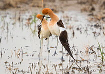 American avocet (Recurvirostra americana) pair performing post-copulatory display (as copulation ends, the male slides off the female leaving his wings draped over her and crossing his bill with hers,...