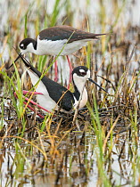 Black-necked Stilt (Himantopus mexicanus) pair building nest in shallow wetland, male in foreground in squatting and pushing backwards with his feet/legs  to form a nest scrape in vegetation the pair...