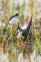 Black-necked sStilt (Himantopus mexicanus) pair building nest in shallow wetland: male in foreground is squatting and pushing backwards with his feet/legs  to form a nest scrape in vegetation the pair...
