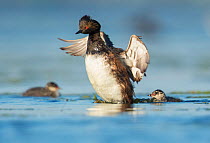 Eared grebes (Podiceps nigricollis), adult flapping its wings, two chicks in the water nearby, Bowdoin National Wildlife Refuge, Montana, USA