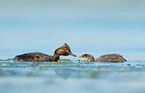 Eared grebes (Podiceps nigricollis), adult offering food (damselfly) to chick on the water, Bowdoin National Wildlife Refuge, Montana, USA