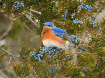 Eastern bluebird (SIalia sialis) male attracted to feed on berries of Eastern red-cedar (Juniperus virginiana) in winter, New York, USA
