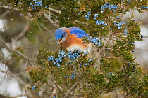 Eastern bluebird (SIalia sialis) male feeding on berries of Eastern red-cedar (Juniperus virginiana) in winter, New York, USA