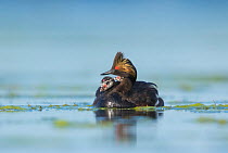 Eared grebes (Podiceps nigricollis), adult with two chicks riding on its back, Bowdoin National Wildlife Refuge, Montana, USA