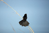 White-winged widowbird (Euplectes albonotatus)  Rietvlei Nature Reserve, South Africa.