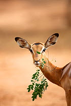 Impala (Aepyceros melampus) feeding, Kruger National Park, South Africa.