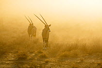 Gemsbok (Oryx gazella) in mist,   Kgalagadi Transfrontier Park, South Africa.
